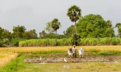 Agricultural-Land-mathura